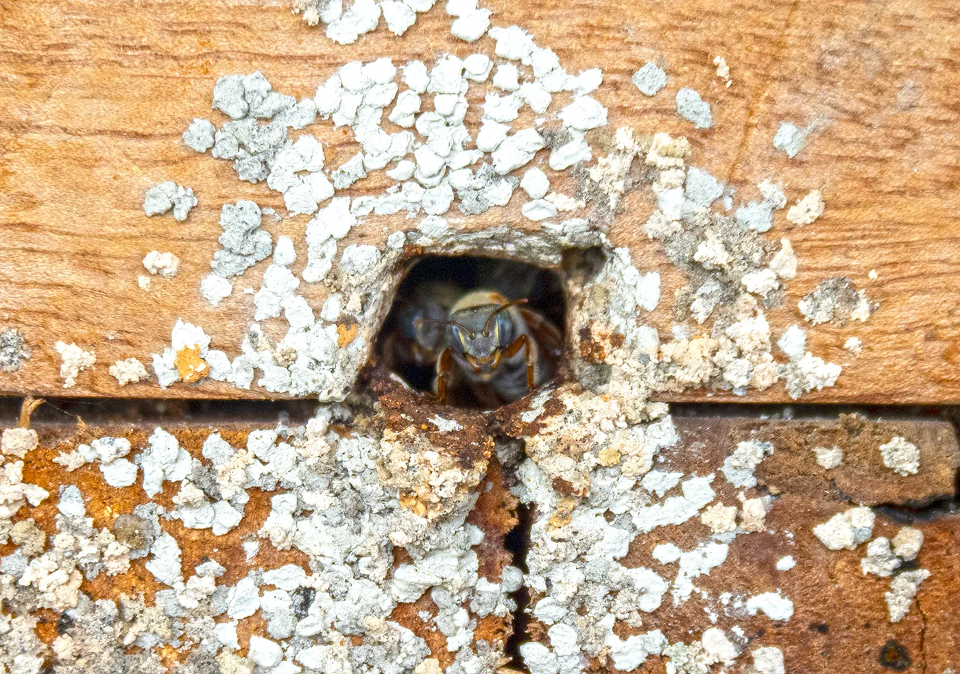 fancy-gallery-tabs-image